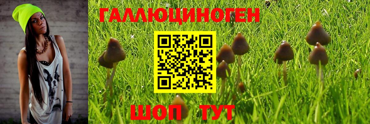 Псилоцибиновые грибы Psilocybe Ишим